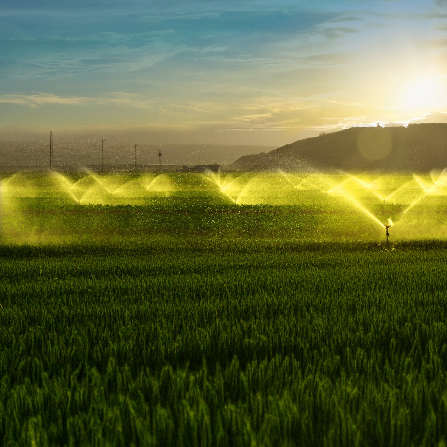 •%20Campo%20regado